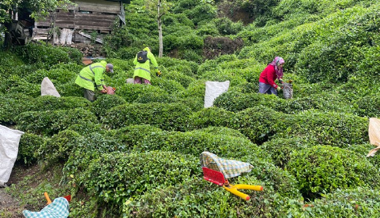 Tarım ve Orman Bakanlığı kilogram başı yaş çay alım fiyatını açıkladı