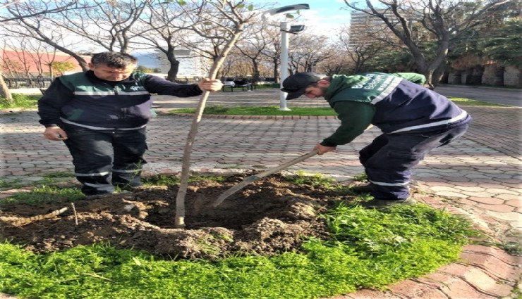 Bornova’da 5 yılda 13 bin ağaç dikildi