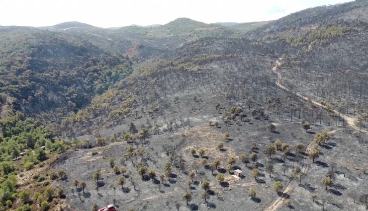 Foça yangınında hasarın boyutu havadan görüntülendi