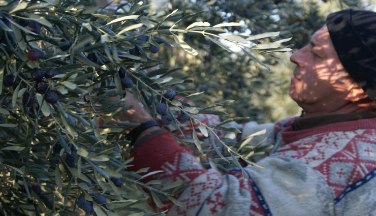 Sofralık zeytin ihracatında tarihi rekor
