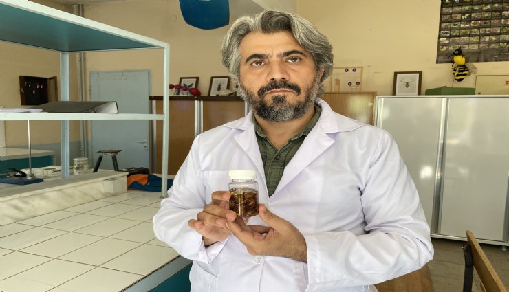 Türkiye'de yeni bir akrep türü keşfedildi: Prof. Dr. Ersen Aydın eşine ithaf ederek Euscorpius gulhanimae adını verdi