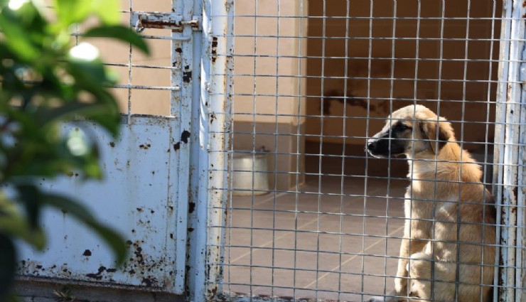 Uyuyan köpeği öldü diye paylaştılar