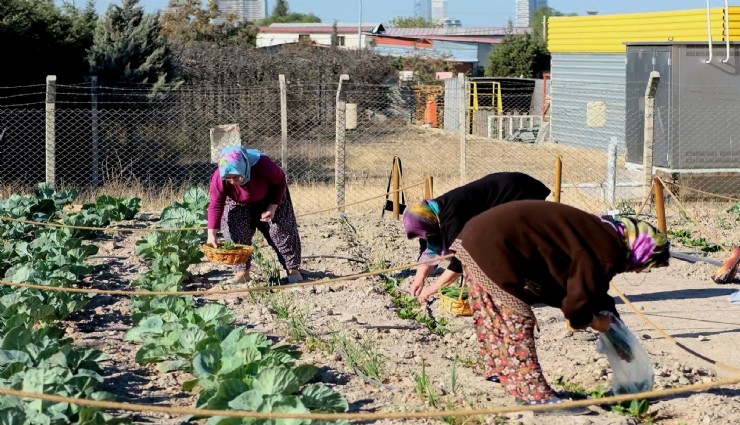 Kent Bostanı’nda ilk hasat gerçekleşti: Bornova'da doğal ürünler kadınların emekleriyle yeşeriyor