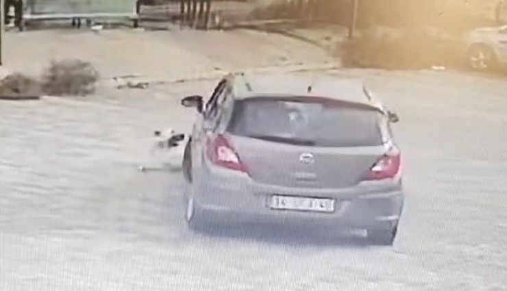 Muğla'da köpeğin üzerinden geçen sürücü serbest bırakıldı