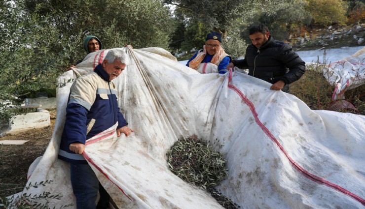 Buca Belediyesi zeytin hasadına başladı