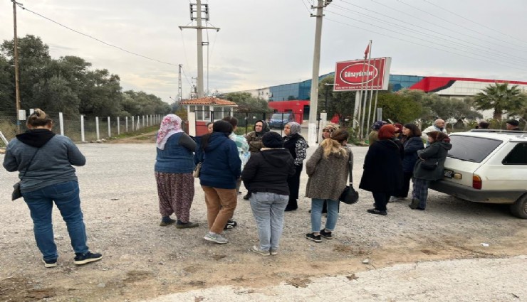 Aydın'da incir ürünleri AB ülkelerinden geri dönen işletme iflas etti, üreticiler mağdur oldu