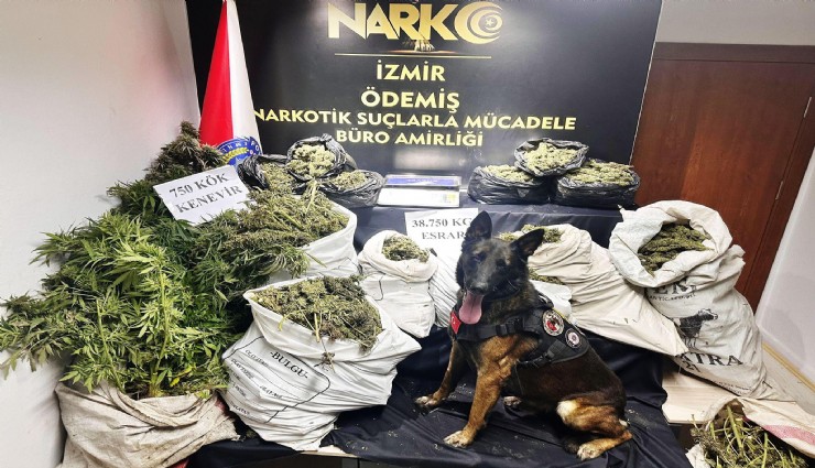 Ödemiş'te hayvan damında uyuşturucu yetiştirenlere operasyon: Bir kişi tutuklandı