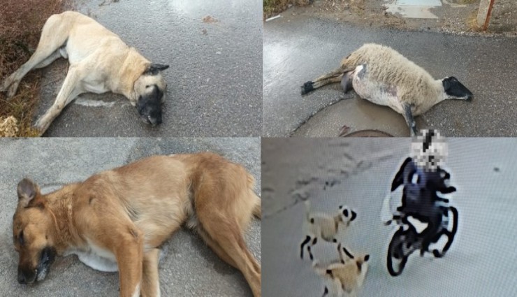 Urla'da vahşet: 3 köpek ve 1 hamile koyunu zehirleme iddiası