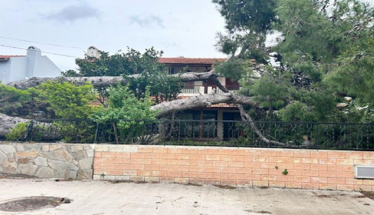 Çeşme'de ağaç evin üzerine devrildi