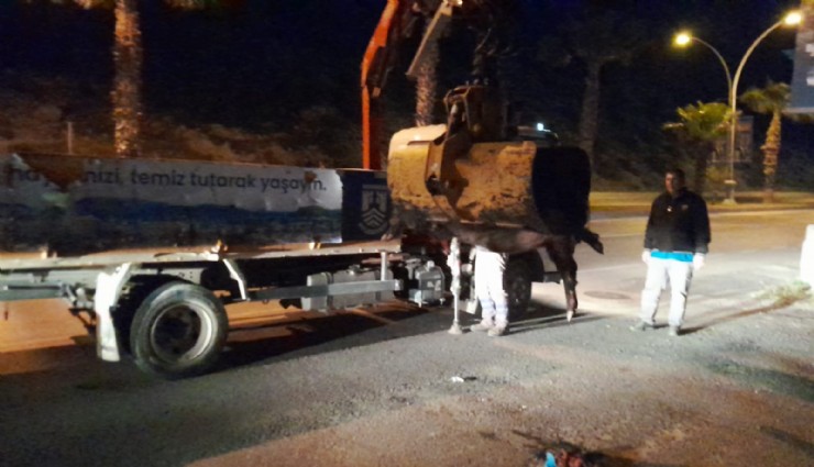 Muğla'da yaban domuzu yola inince facia yaşandı: 3 araç birbirine girdi, 2 kişi yaralandı