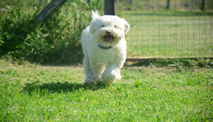 Bayramda köpek otelleri de full çekti