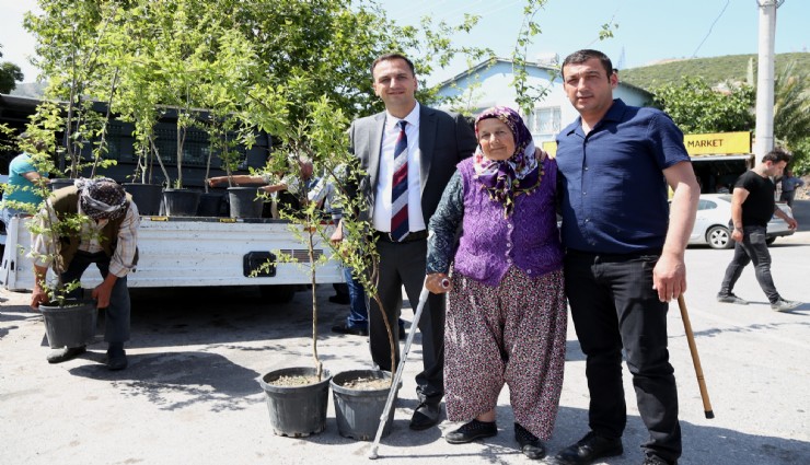 Bornova Belediyesi'nden ücretsiz meyve fidanı