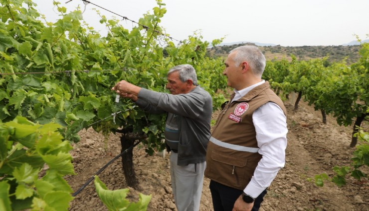 Manisa’da istilacı kokarcaya karşı ‘Samuray Arıcığı’ salımı yapıldı