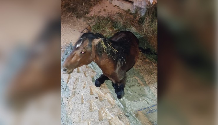 Manisa Büyükşehir Belediyesi, yılkı atını sağlığına kavuşturdu