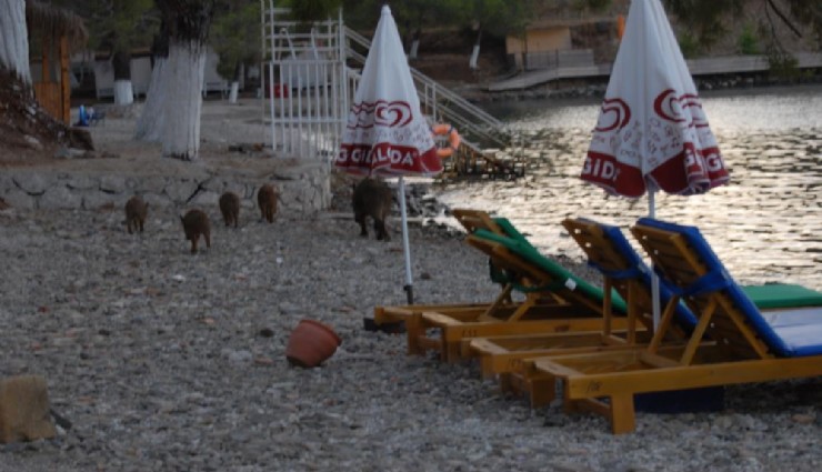 Domuz istilası plajlara kadar ulaştı