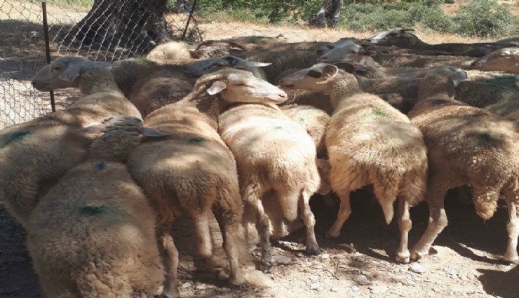 Muğla'da küçükbaş hayvan zehirlenme vakası: 30 koyun telef oldu