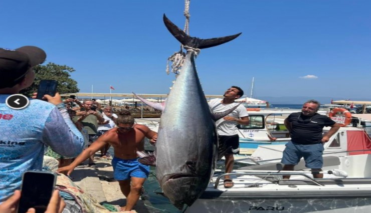 Bodrum'da 370 kiloluk orkinos yakalandı