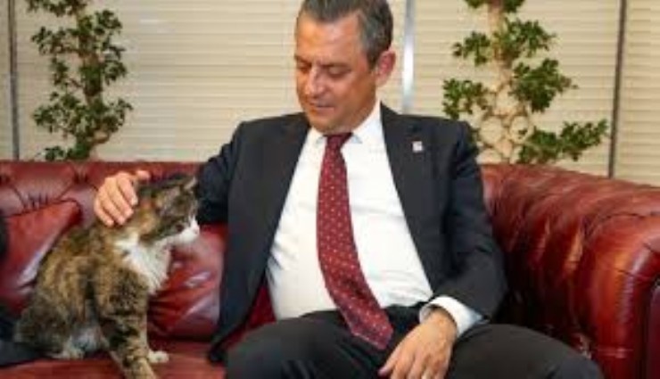 CHP'nin kedisi Şero, hayatını kaybetti