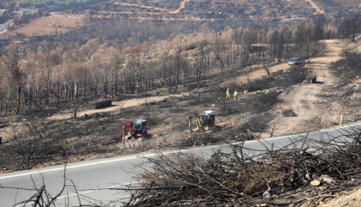 İzmir’de yanan ormanlık alana 1 milyon 100 bin fidan dikilecek