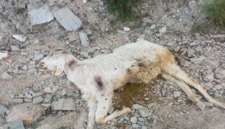 Yok böyle vicdansızlık: 10 keçiye kurşun yağdırdılar
