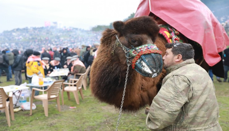 43. Uluslararası Efes Selçuk deve güreşleri festivali heyecanı başlıyor