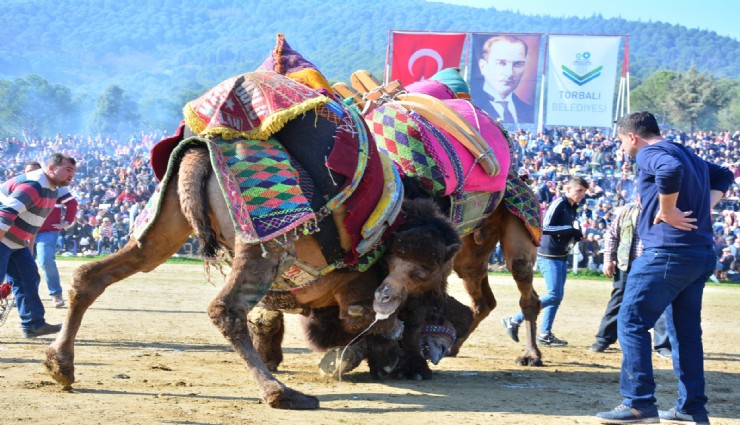 Bölgenin en büyük deve güreşi bu Pazar Torbalı’da