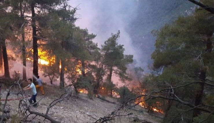 Isparta’da yıldırımın düştüğü ağaç küle döndü