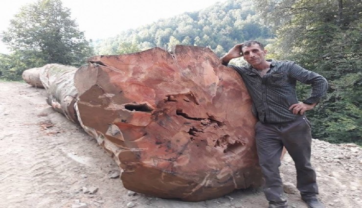 Kestiği ağaç üzerine devrildi