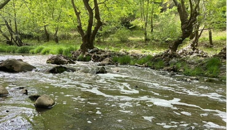 Ketenlik Deresi zehirle kaplandı: Vatandaşlar tepkili