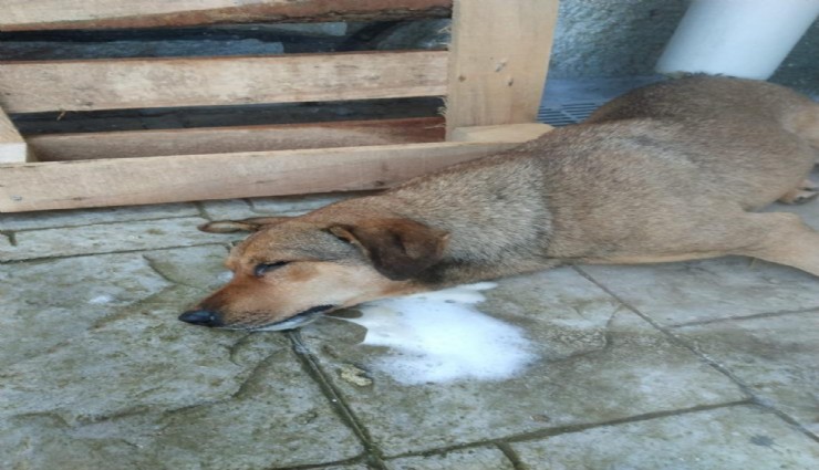 Manisa'da dehşet verici olay: Sokak köpekleri zehirlenmiş halde ölü bulundu
