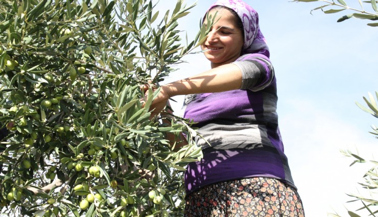 Zeytinin bereketi OLIVEtoLIVE ile kadraja girecek