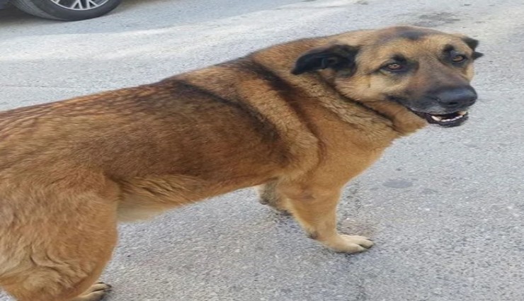 Balçova Belediyesinin Balkat adlı köpeği öldürdüğü iddiası hayvanseverleri kızdırdı