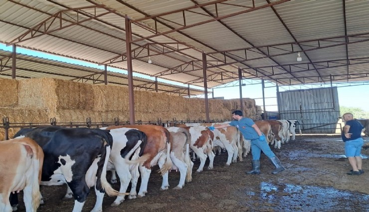 Nazilli'de şap hastalığı nedeniyle 13 mahalle karantinada