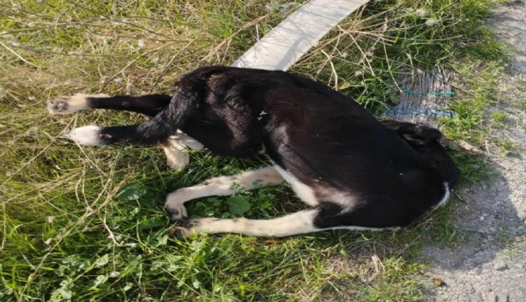 Denizli’de köpek katliamı: En az 5 köpek yol kenarında bulundu
