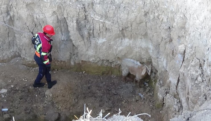 İtfaiyeden keçi operasyonu
