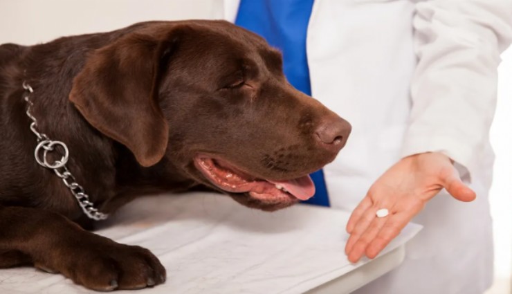 Köpeklerin ömrünü uzatacak ilaç geliyor