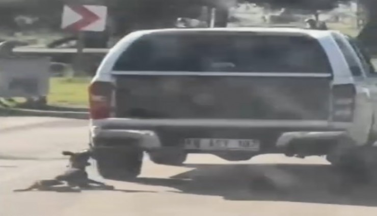 Muğla'da vicdanları sızlatan olay: Araç arkasına bağlanarak sürüklenen köpek öldü