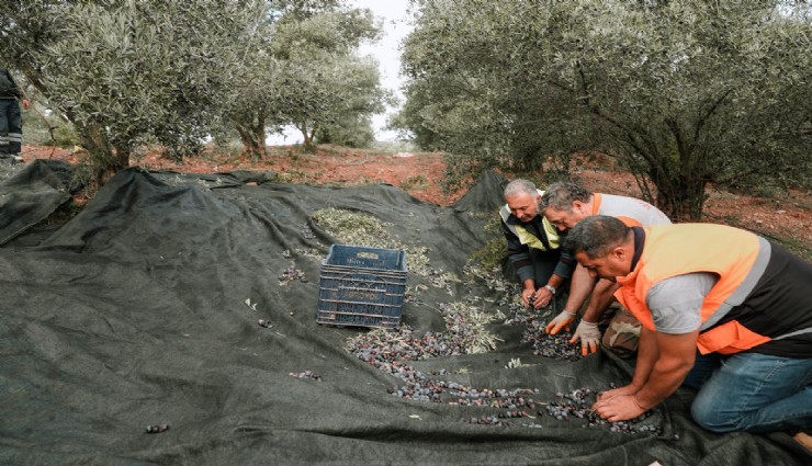 Seferihisar Belediyesi Zeytinyağı Fabrikası üreticiye can olmaya devam ediyor