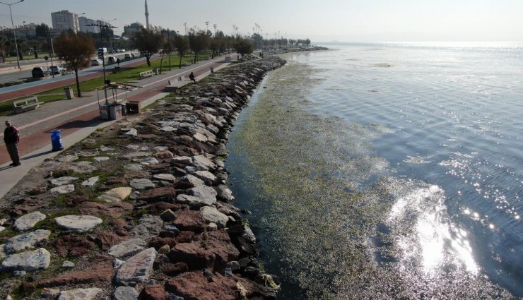 Bostanlı’da deniz marulu patlaması