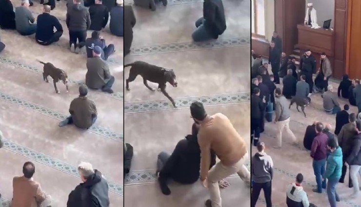 Camide pitbull alarmı