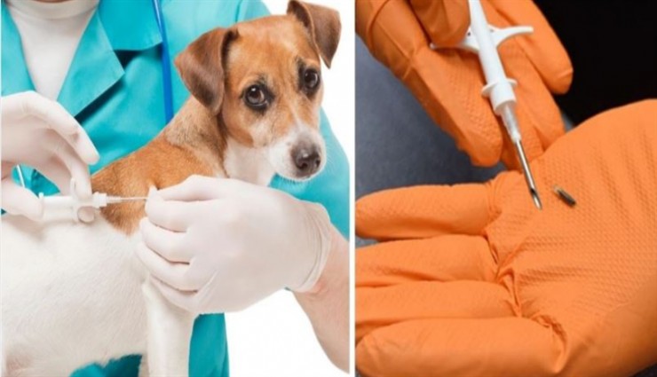 Kedi ve köpek sahiplerine son çağrı: 31 Aralık son gün
