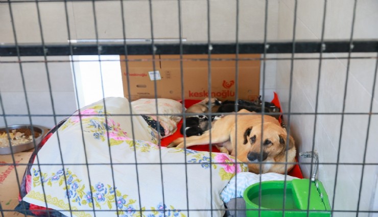 Sahiplendiği köpekleri açlığa terk etti: 172 bin TL ceza yedi