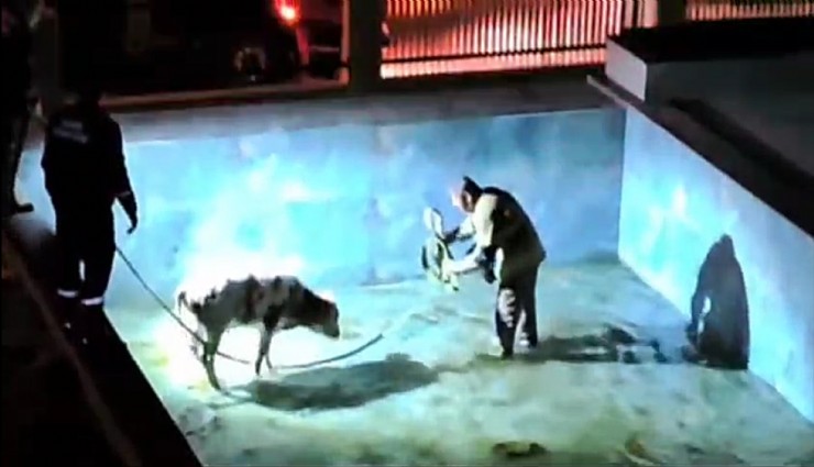 Dikili'de havuza düşen buzağı itfaiye ekiplerine zor anlar yaşattı