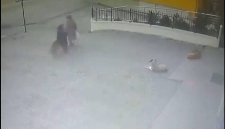 Sahipsiz köpek yaşlı kadına saldırdı