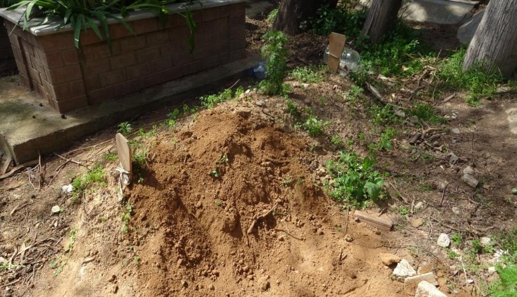 Annesinin mezarında 'rüzgar gülü' görünce şüphelendi: Kazdı kedi cesedi ile karşılaştı