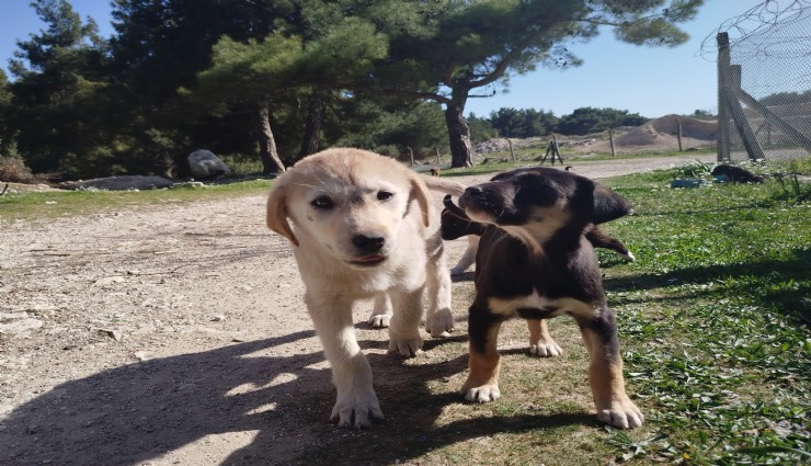 Ölüme terkedilen yavru köpeklere Gaziemir Belediyesi sahip çıkmadı