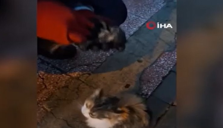 Anne kedi ölmek üzere olan yavrusunu itfaiye ekiplerine getirdi: İtfaiye ekiplerinin can verme mücadelesi kameraya yansıdı