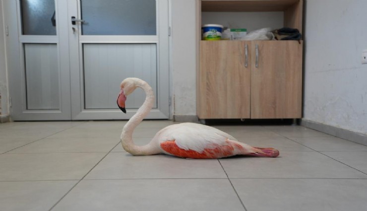 Denizli'de yaralı bulunan flamingo tedavi edilerek doğal yaşama geri bırakıldı
