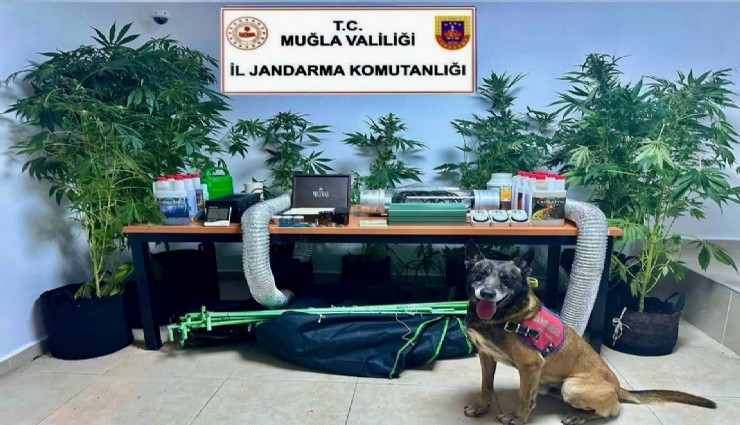 Evinde uyuşturucu yetiştiren öğretmenin evine baskın: 9 kök keneviri ele geçirildi