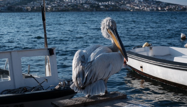 Foçalıların neşesi Pelikan Tosun, bu yaz da yine aynı adreste
